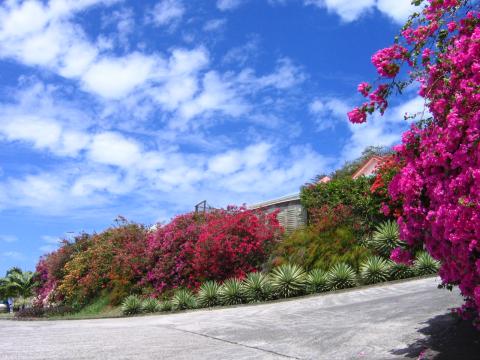 Bougainvilliers