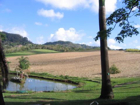 Un champ de canne  sucre