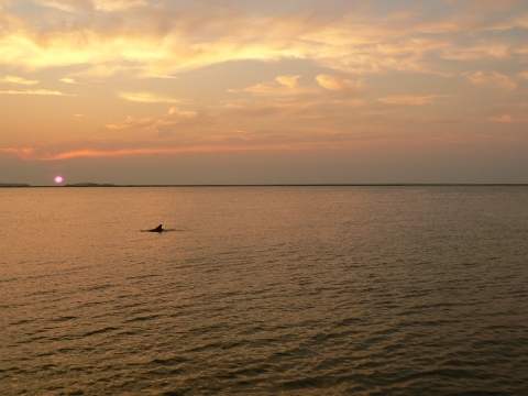 On rencontre beaucoup de dauphins dans le waterway