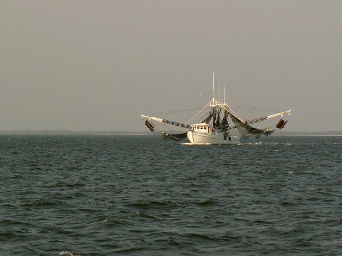 Un crevettier retrant de la pêche.